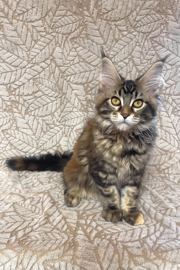 Polli | Maine Coon Kitten