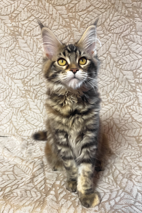 Polli | Maine Coon Kitten