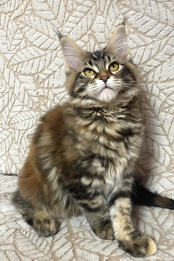 Polli | Maine Coon Kitten