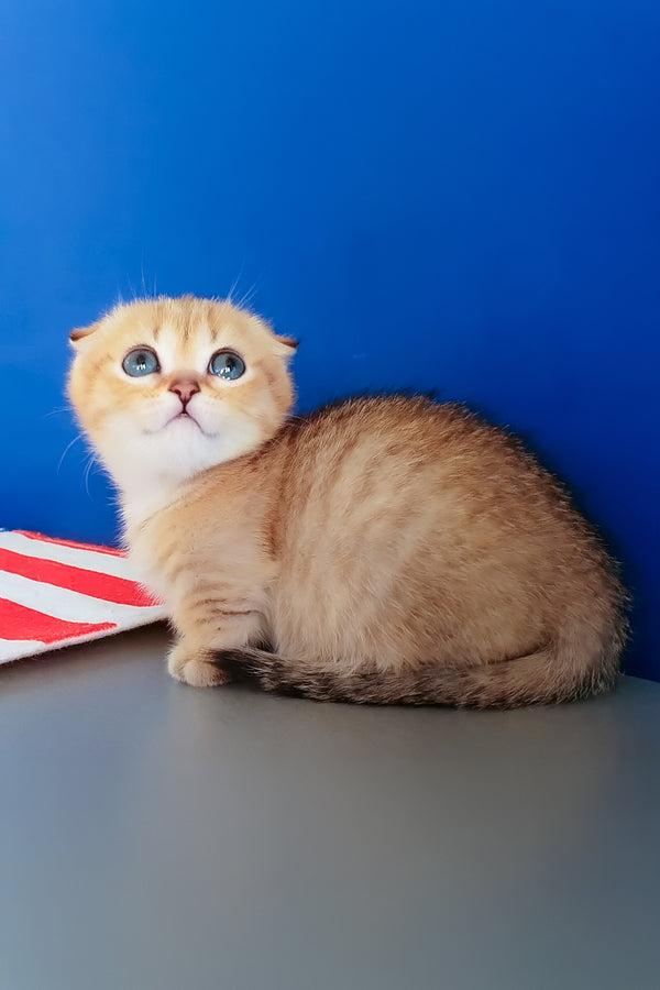 Porter | Munchkin Kitten