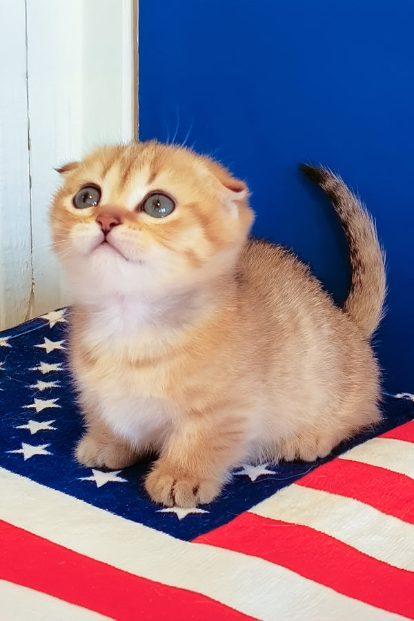 Porter | Munchkin Kitten
