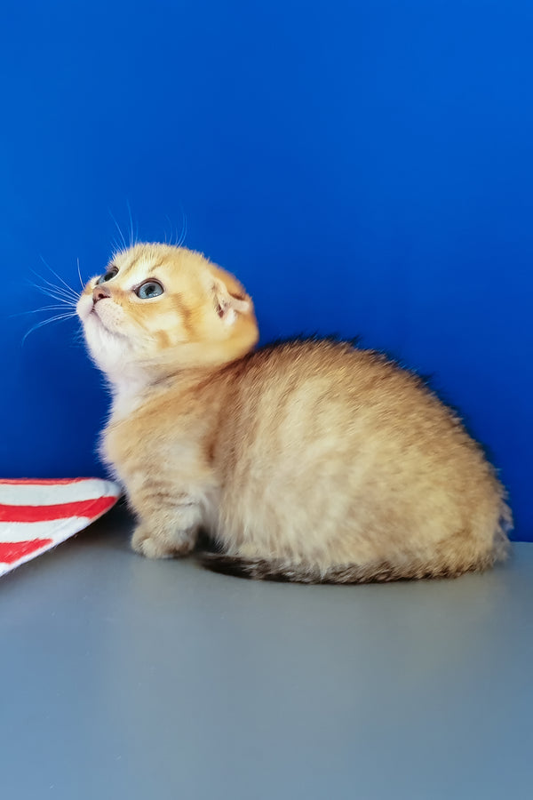 Porter | Munchkin Kitten