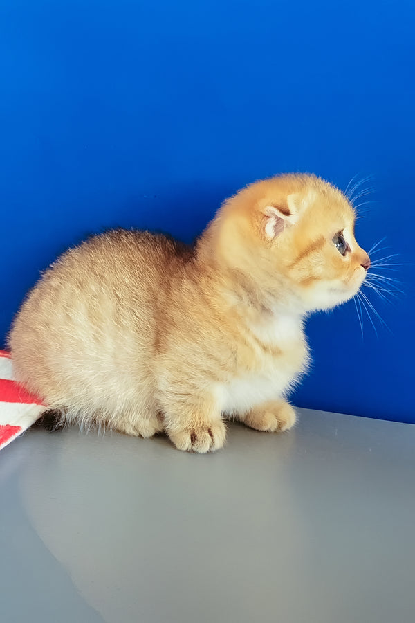Porter | Munchkin Kitten