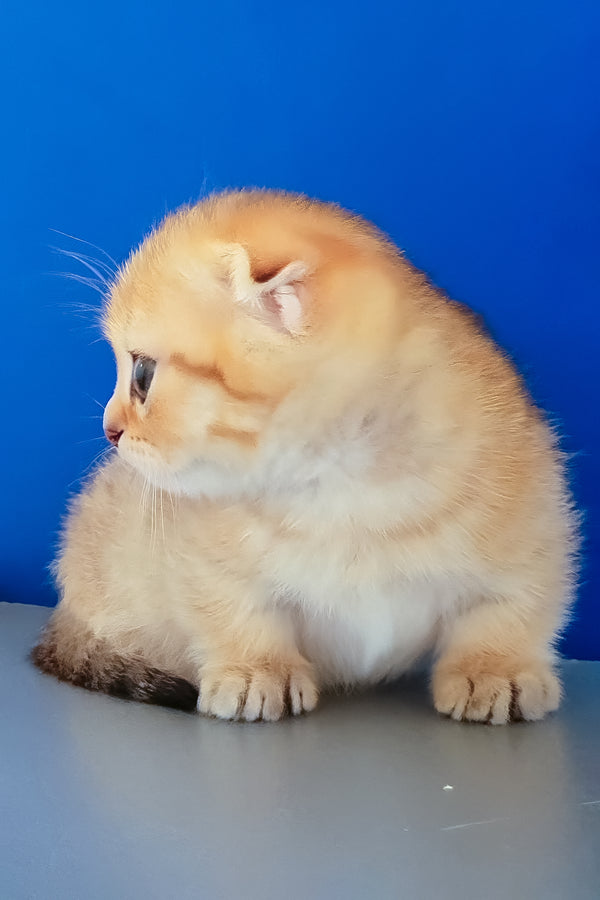 Porter | Munchkin Kitten