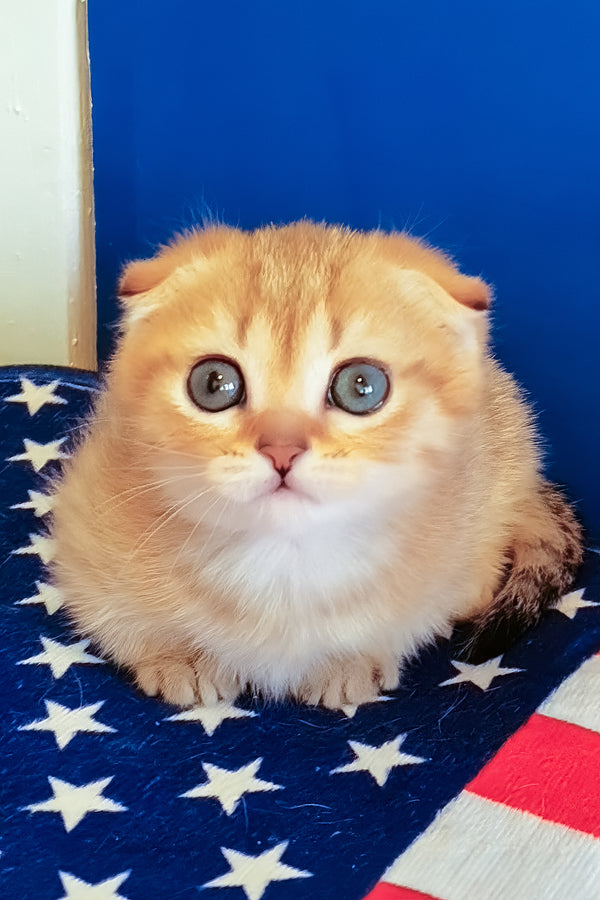 Porter | Munchkin Kitten