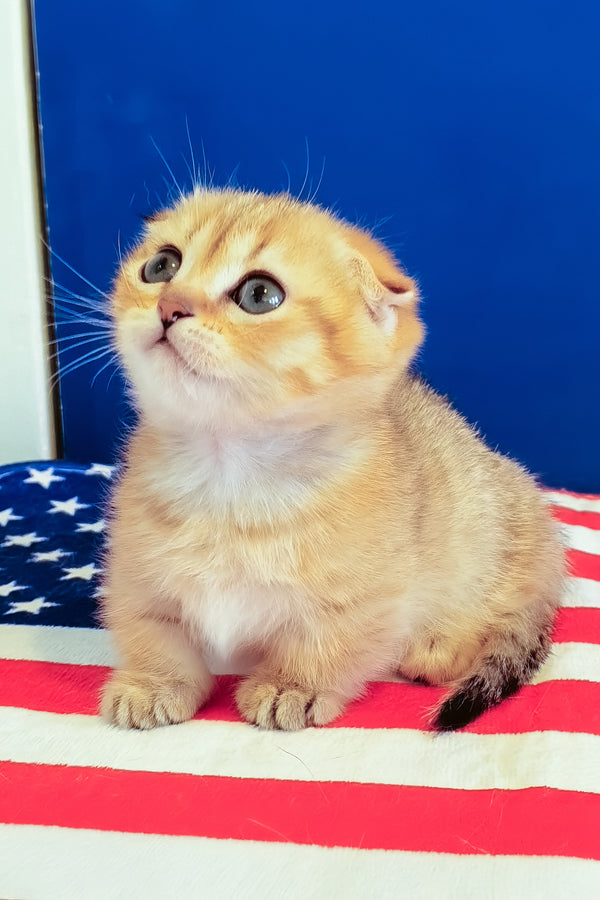 Porter | Munchkin Kitten