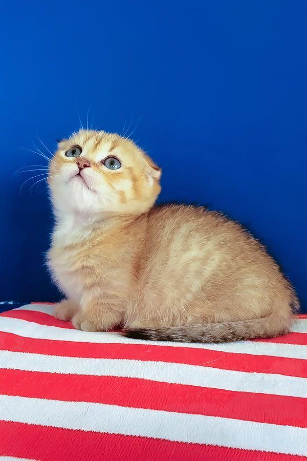 Porter | Munchkin Kitten