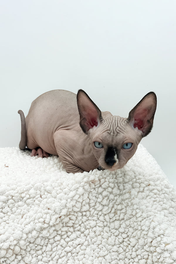 Presley | Sphynx Kitten