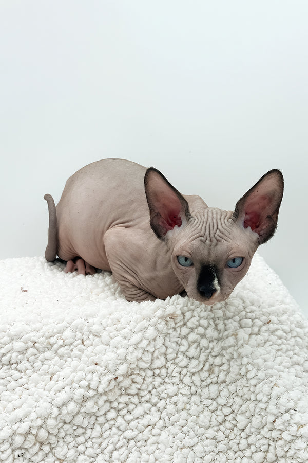 Presley | Sphynx Kitten