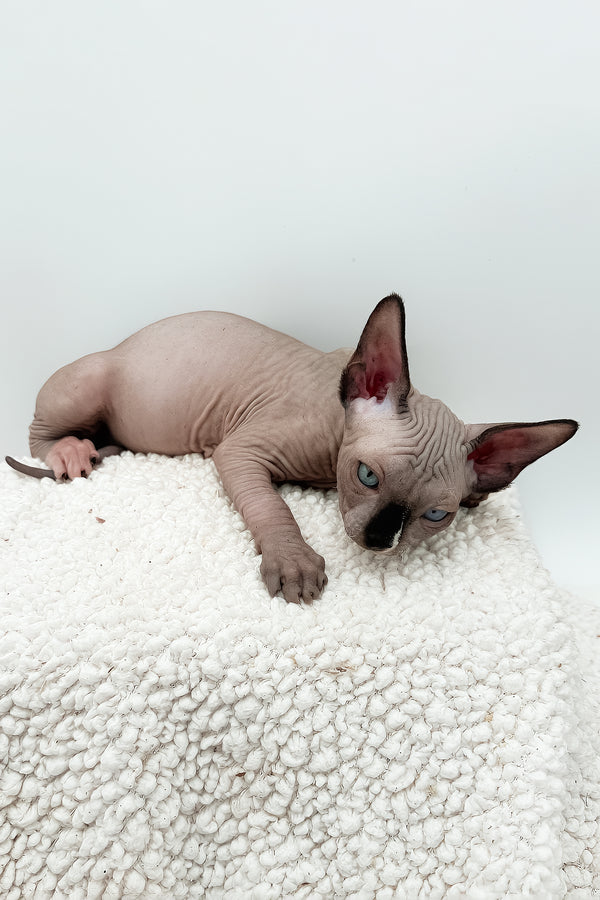 Presley | Sphynx Kitten
