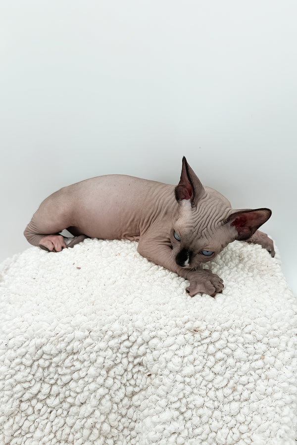 Presley | Sphynx Kitten