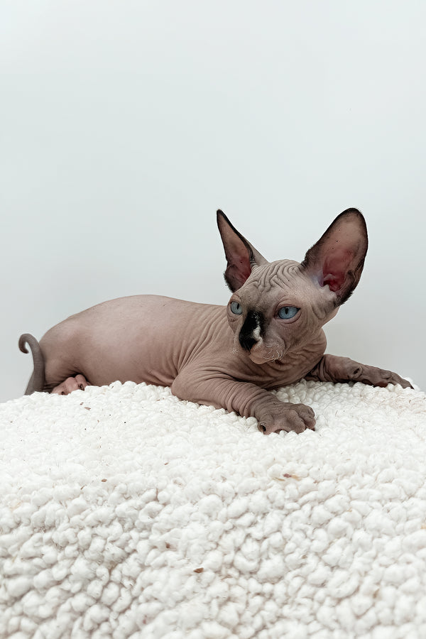 Presley | Sphynx Kitten