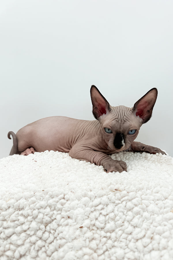 Presley | Sphynx Kitten