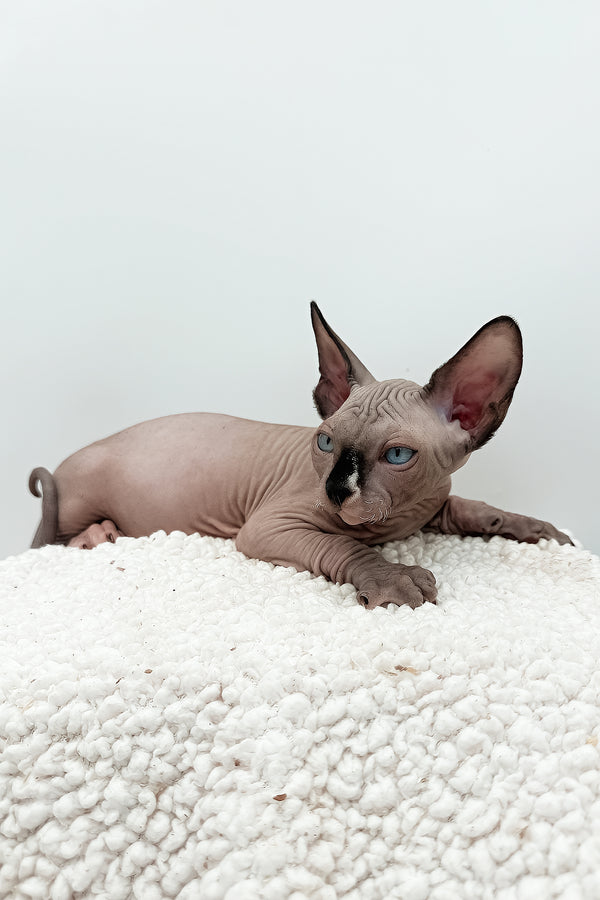 Presley | Sphynx Kitten
