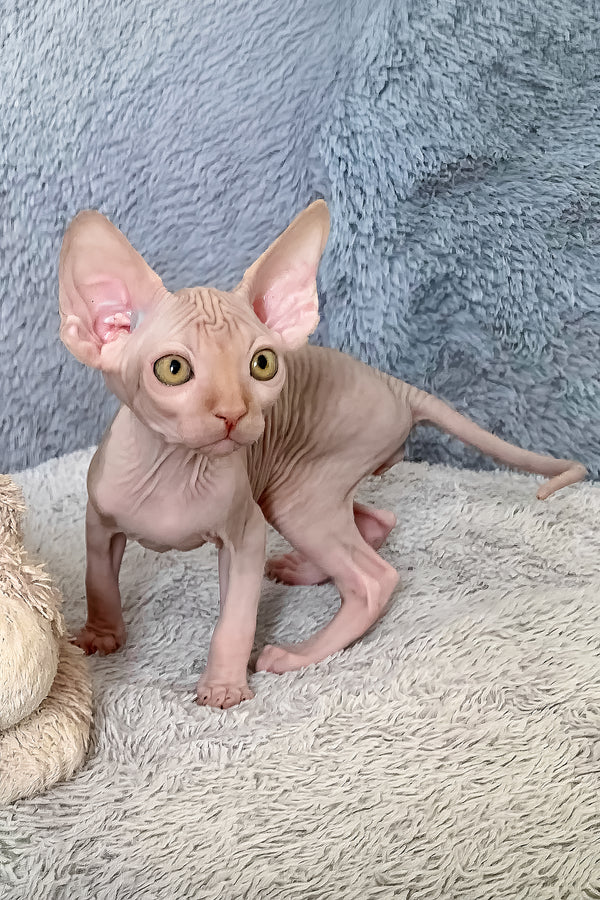Pumpkin | Canadian Sphynx Kitten