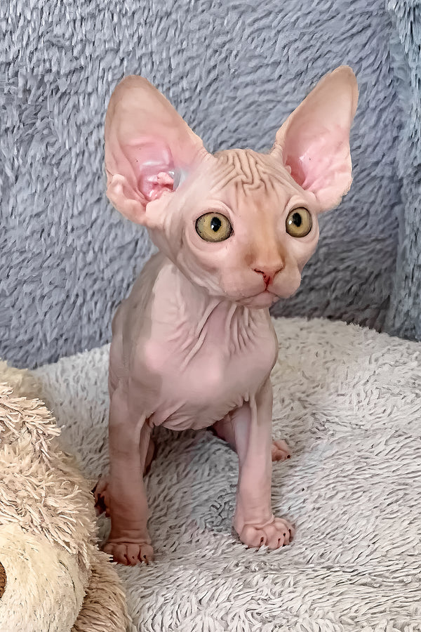 Pumpkin | Canadian Sphynx Kitten