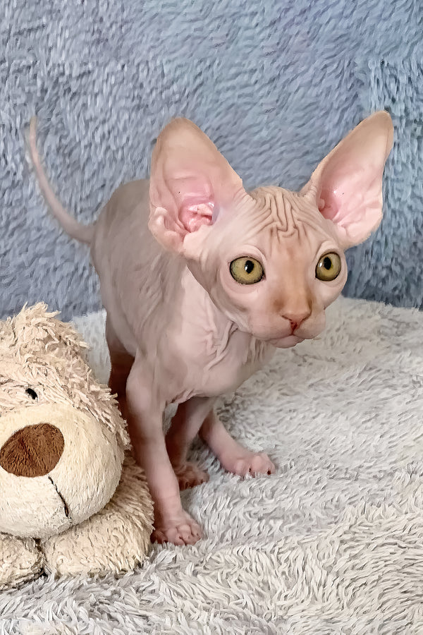 Pumpkin | Canadian Sphynx Kitten