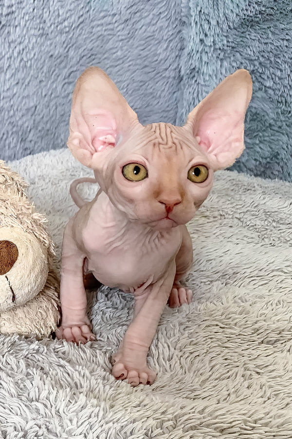 Pumpkin | Canadian Sphynx Kitten