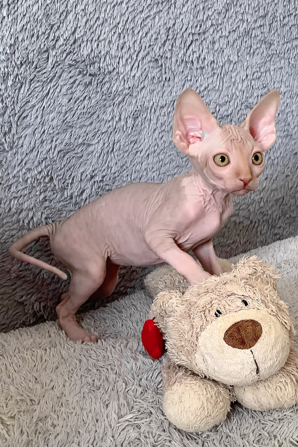 Pumpkin | Canadian Sphynx Kitten