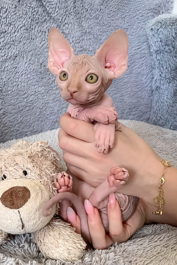 Pumpkin | Canadian Sphynx Kitten