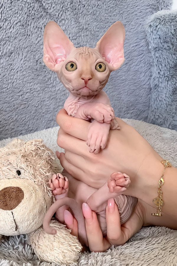 Pumpkin | Canadian Sphynx Kitten