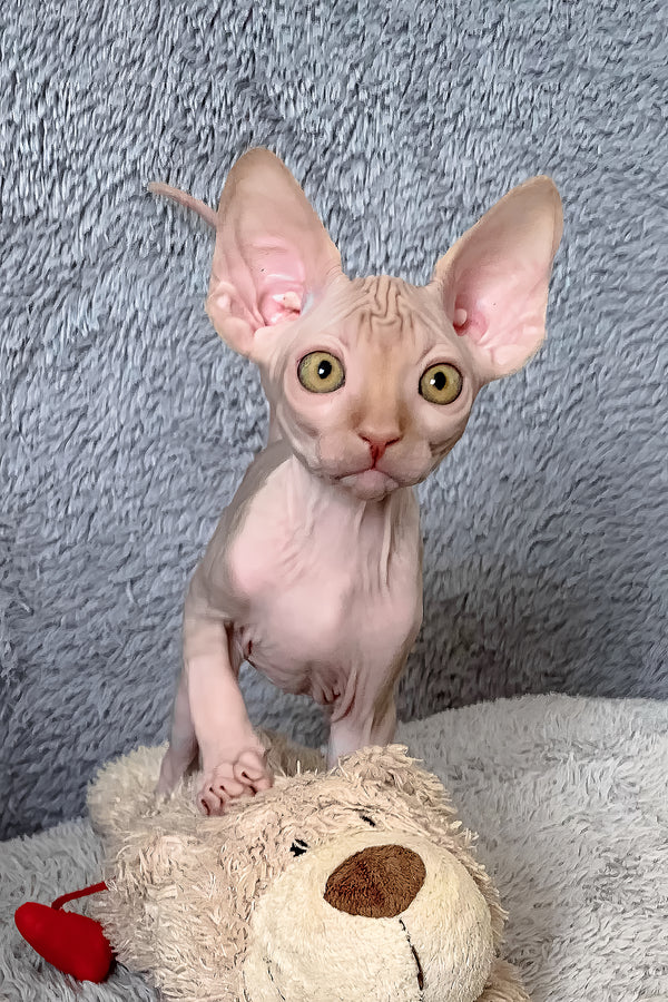 Pumpkin | Canadian Sphynx Kitten