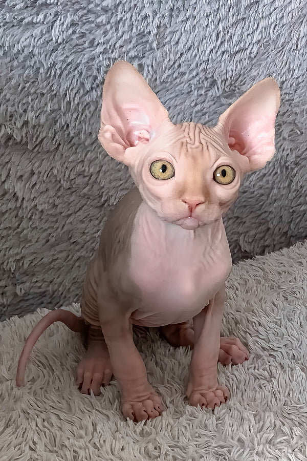 Pumpkin | Canadian Sphynx Kitten