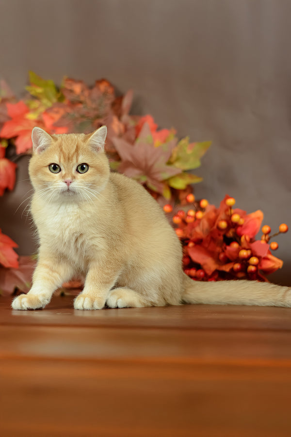Quartz | British Shorthair Kitten