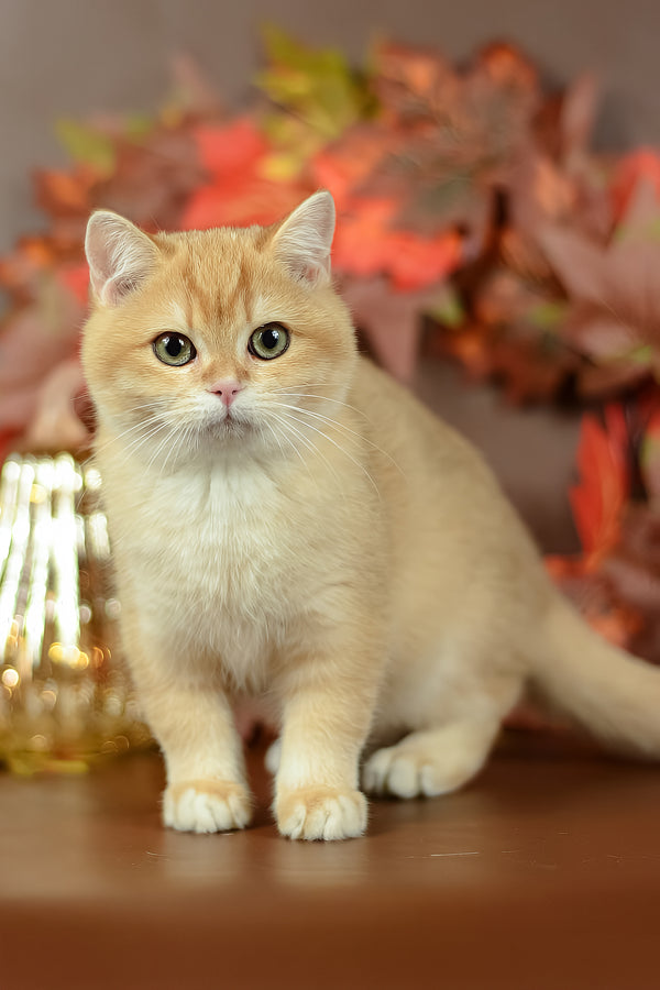 Quartz | British Shorthair Kitten
