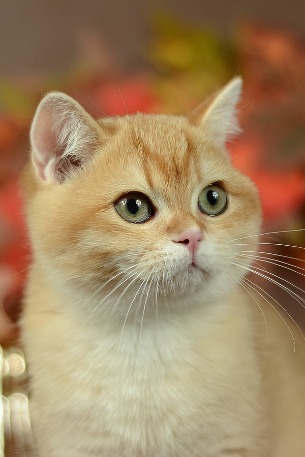 Quartz | British Shorthair Kitten