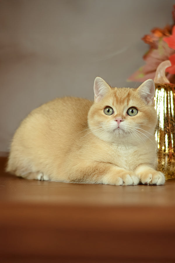 Quartz | British Shorthair Kitten