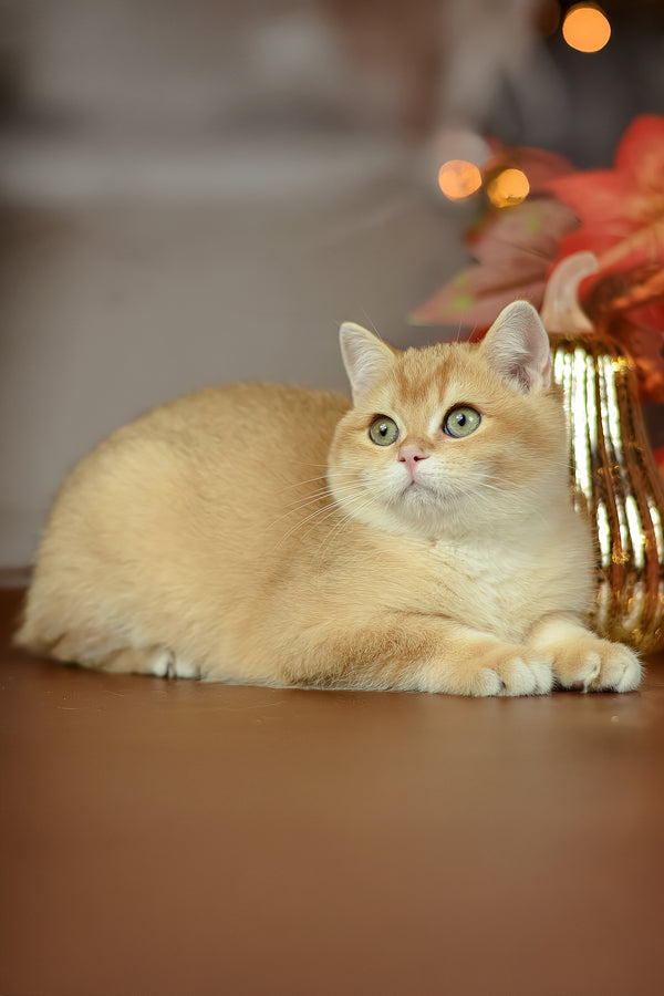 Quartz | British Shorthair Kitten