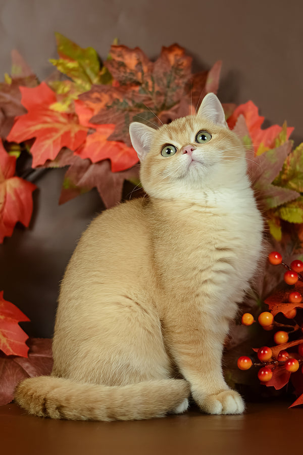 Quartz | British Shorthair Kitten