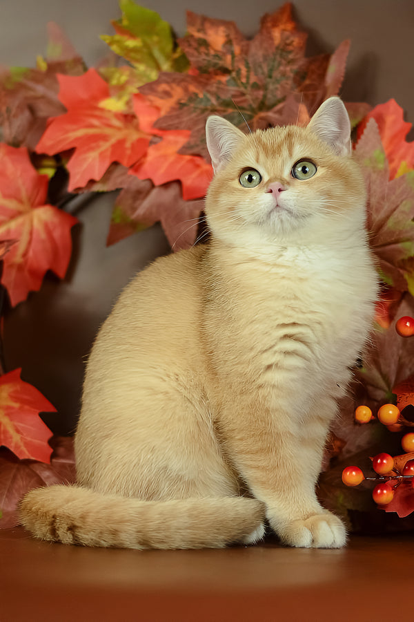 Quartz | British Shorthair Kitten