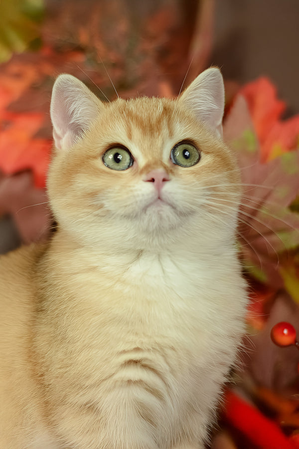 Quartz | British Shorthair Kitten