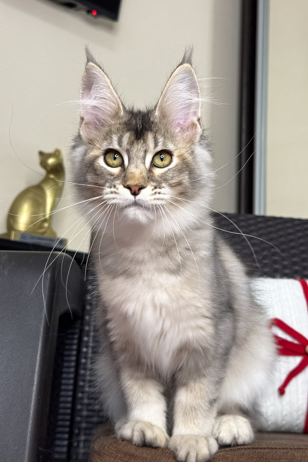 Queen | Maine Coon Kitten