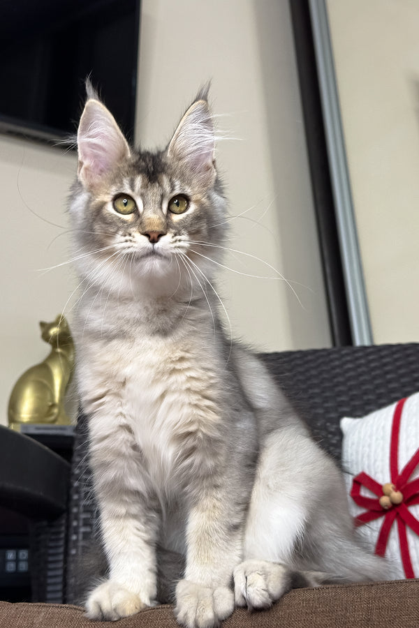 Queen | Maine Coon Kitten