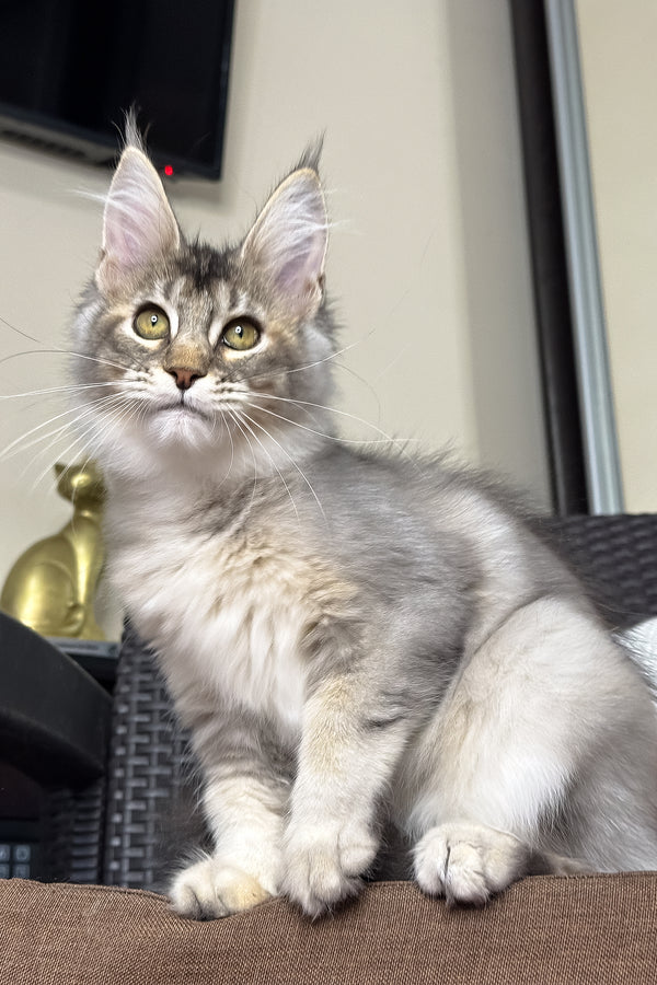 Queen | Maine Coon Kitten