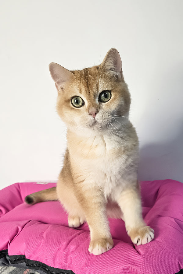 A fluffy black golden shaded scottish straight kitten with striking green eyes sits on a vibrant pink cushion with health guarantee