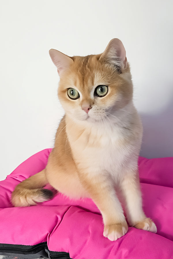 A fluffy ginger scottish straight kitten with striking green eyes sits on a bright pink cushion with health guarantee