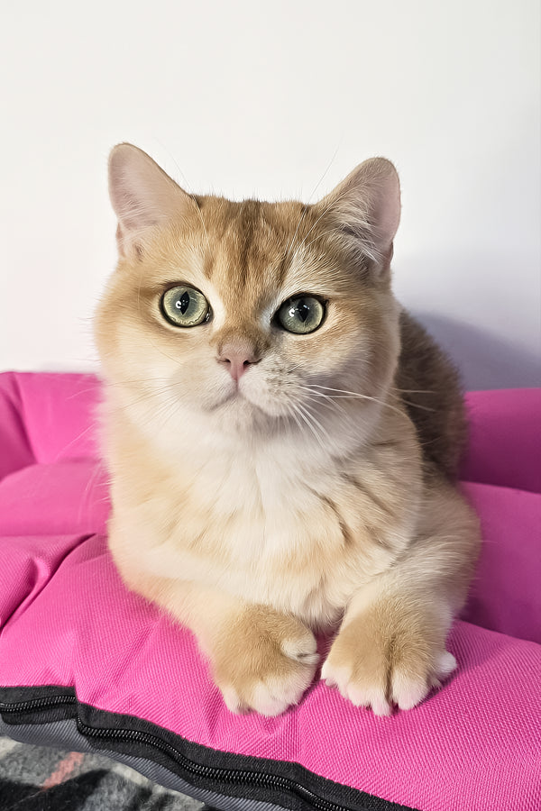 A fluffy scottish straight kitten with black golden shaded fur and green eyes lounges on a bright pink cushion with health guarantee