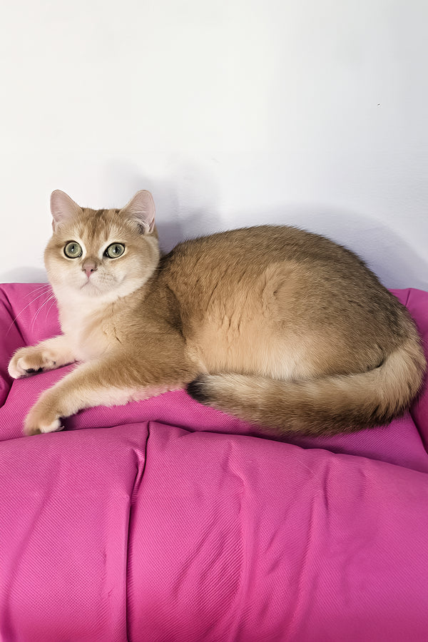 A fluffy black golden shaded scottish straight kitten named queen lounges on a bright pink cushion with health guarantee