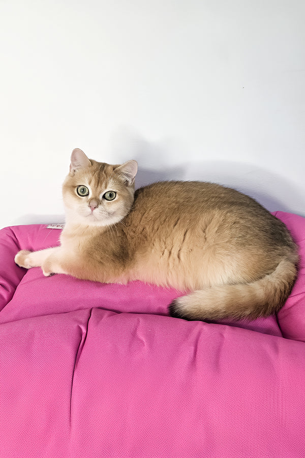 A fluffy black golden shaded scottish straight kitten with green eyes lounges on a pink cushion with health guarantee