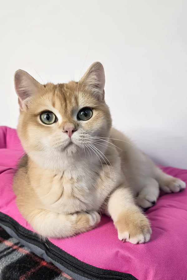 A fluffy scottish straight kitten with black golden shaded fur and green eyes lounges on a vibrant pink cushion with health guarantee
