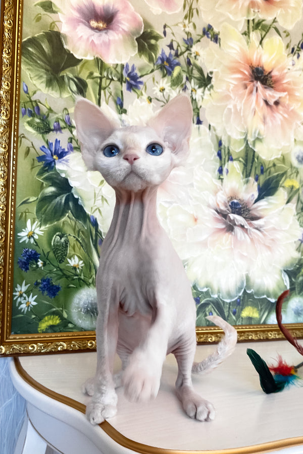 Quentin | Devon Rex Kitten