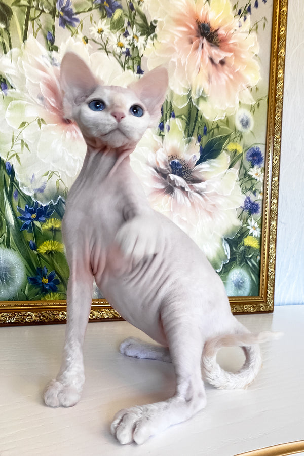 Quentin | Devon Rex Kitten