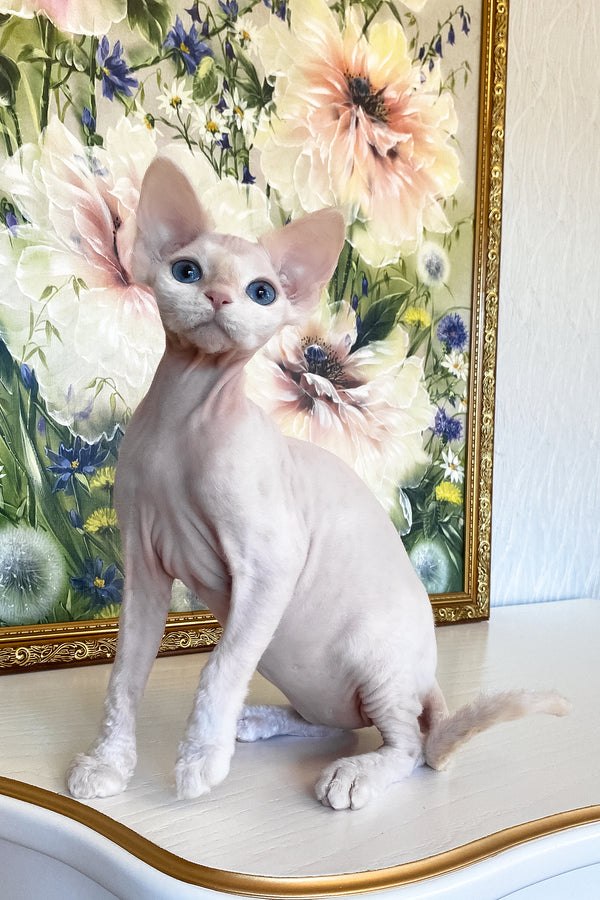 Quentin | Devon Rex Kitten