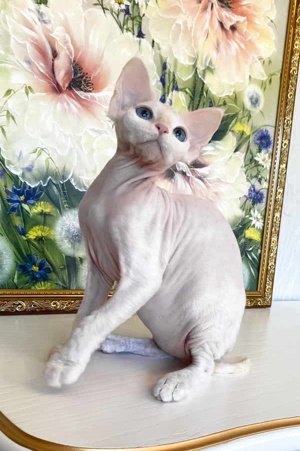 Quentin | Devon Rex Kitten