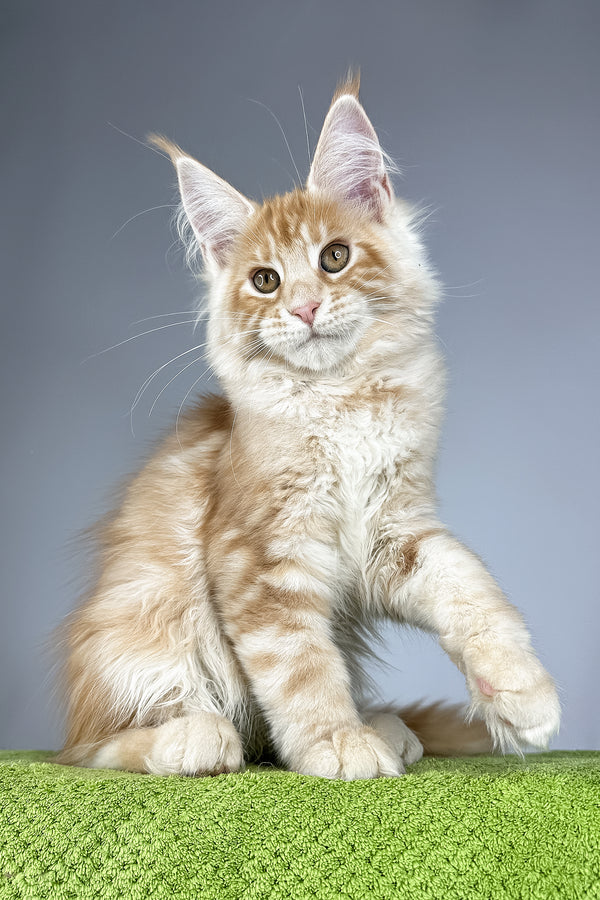 Quincy | Maine Coon Kitten