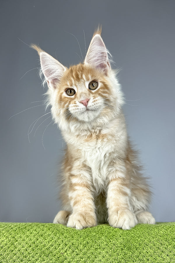 Quincy | Maine Coon Kitten